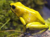 Phyllobates terribilis 