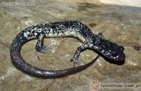 Plethodon glutinosus 