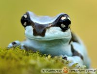 Trachycephalus resinifictrix - rzekotka żabia 