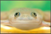 Xenopus laevis - żaba szponiasta 